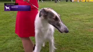 Borzoi  Breed Judging 2021 [upl. by Nauwtna]