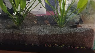 How to Cap Aquarium Gravel with Sand [upl. by Aretahs222]