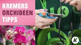 Orchideen Tipps  richtig schneiden  umtopfen  tauchen  Die Naturtalente [upl. by Lonni]