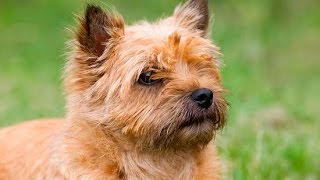 Cairn Terrier [upl. by Matthieu]