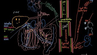 Syndrome hépatorénal  Docteur Synapse [upl. by Adlemy]