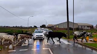 Day 104  Rain and cows crossing the road in Aston Bay in South Africa [upl. by Aridnere]