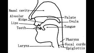 34BQ সহজ চিত্র  Draw A Labelled Diagram To Show The Articulatory Organs Of Speech Production [upl. by Solhcin]