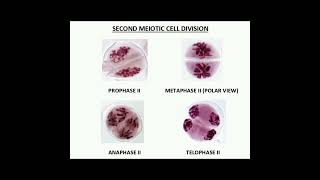 MEIOTIC CELL DIVISION STAGES OF SHORTHORNED GRASSHOPPER MALE Gesonula punctifrons [upl. by Leahcimrej]