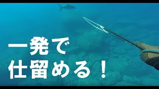 魚突きキルショット動画 ヒレナガカンパチ コクハンアラ 小笠原弟島 ザトウクジラの鳴き声160206 [upl. by Shannan548]