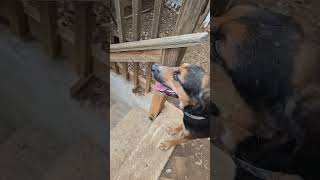 Bossy coonhoundrescuedogscoonhoundbossdogfypcrazycrazydogvideosafvvideossubscribedoglover [upl. by Tuck]