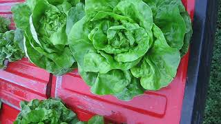 Butterhead lettuce optimum harvest stage [upl. by Hoag783]