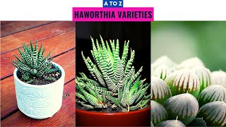 Haworthia Varieties A to Z [upl. by Brotherson]