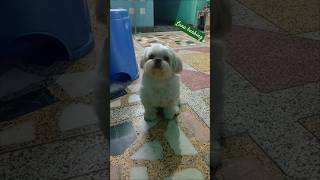 shih tzu dog barking  shihtzu dog sound  dogbarkingsounds shihtzu shihtzubarking [upl. by Nedgo]