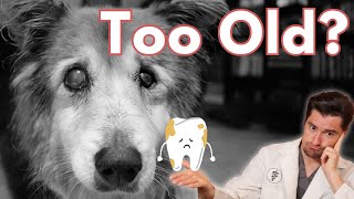 When is a DOG Too old for a Dental Cleaning [upl. by Noimad]