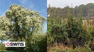 Englands best tree felled to make way for HS2 is growing back  SWNS [upl. by Katsuyama113]