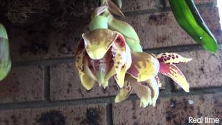 ORCHID STANHOPEA TIGRINA  Flowering [upl. by Ellemaj125]