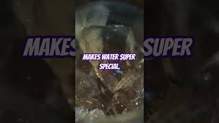 Why Ice Floats The Science Behind Water Expansion motivation shorts science [upl. by Lyrret396]