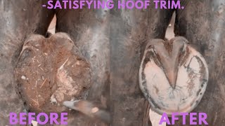 Horse Hoof Trimming And Cleaning [upl. by Aryan230]