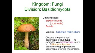 Basidiomycota Fungi and Deuteromycota Fungi [upl. by Ardy933]