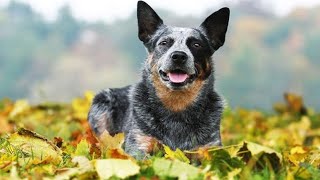 15 Best Behaved Dog Breeds You Can Own  Best Pets for Families  Most Obedient Dog Breeds [upl. by Arval]