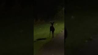 Typical Swedish neighbourhood night encounter sweden beautiful animals [upl. by Ericha]