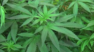 NYS launches cannabis dispensary map [upl. by Noied]