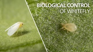 Biological control of whitefly  Amblyseius swirskii [upl. by Gefen900]