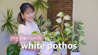 Whats the difference between the three  Marble Queen Manjula and Njoy Pothos Plant Care pothos [upl. by Eelatan]