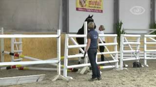 Lauries Crusador xxCaprimond stallion  2009 for sale [upl. by Ihcur]