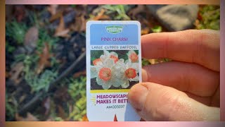 Planting Spring Bulbs in Tennessee  Master Gardener Tips for Daffodils amp Tulips [upl. by Erdei706]