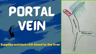 Portal vein  Portal venous system [upl. by Kopans]