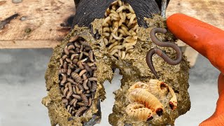 HUGE RUSTY SCREW PULLED out of COWS FOOT [upl. by Aicire914]