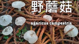 市售洋菇的雙胞胎：野蘑菇（草地蘑菇） Agaricus campestris [upl. by Lebasy587]