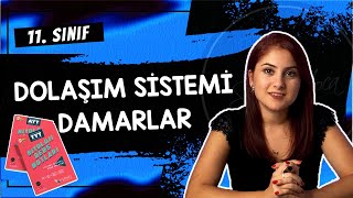 18 DAMARLAR  DOLAŞIM SİSTEMİ 2  11 SINIF  AYT BİYOLOJİ DERS NOTLARI  2024 [upl. by Norword]