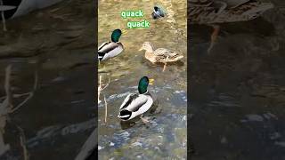 Mallards quacking in a stream 小川のマガモが鳴く shorts [upl. by Ayita]