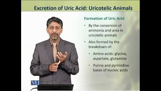 Excretion of Uric Acid Uricotelic Animals  Animal Physiology amp Behavior Theory  ZOO502TTopic190 [upl. by Oberheim]