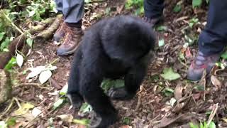 Ultimately Gorilla trekking experience in Bwindi Impenetrable National Park Uganda [upl. by Yeloc]