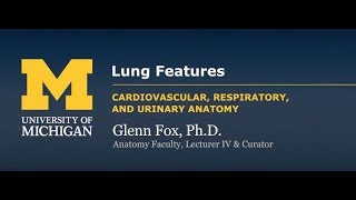 Respiratory System Lung Features  Demonstration [upl. by Enaitsirhc]