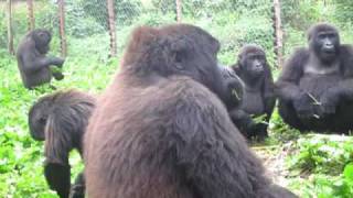 Orphan Gorillas Sing While Eating Banana Trees [upl. by Lynne]