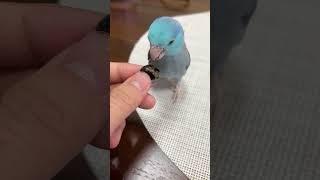 Cute bird eating blue berry pet bird parrot [upl. by Chapland]