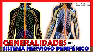 🥇 SISTEMA NERVIOSO PERIFÉRICO SNP  Generalidades  ¡Explicación Sencilla [upl. by Nutsud]