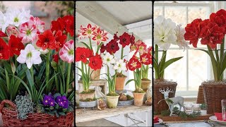 Growing Amaryllis Indoors How to Grow Amaryllis in Pots [upl. by Drucy130]