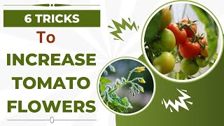 6 Tricks to Increase Flowers amp Fruits in Tomato [upl. by Esir]