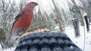 Pine Grosbeak Feb212019 [upl. by Victorine538]