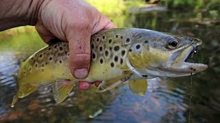 flyfishing for trout [upl. by Nalro]