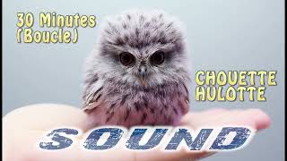 CHANT CHOUETTE HULOTTE Boucle Sound [upl. by Asirrac447]