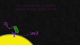 Chaperone mediated autophagy [upl. by Rodie]