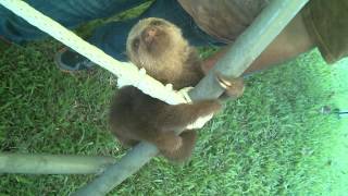 Baby Sloths on a Jungle Gym [upl. by Mortie]