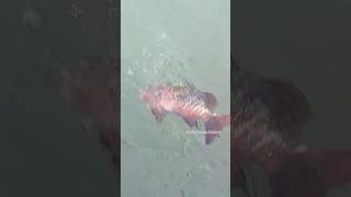 Mangrove Jack Fish Fishing Live Tiger Prawn Bait fishing fishinglife mangrovejack [upl. by Alah]