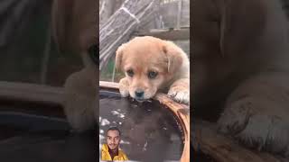 Shararti kutta🐕viralshort viralvideo puppy [upl. by Haran]