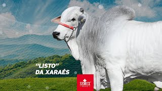 Listo da Xaraés [upl. by Biddle]