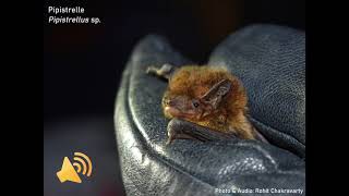 Animal Sounds 4 Pipistrelle bat [upl. by Giark37]