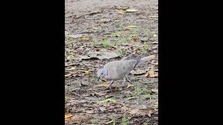 Eurasian collared dove  A bird that collects litter to build a nest  shorts [upl. by Lyrad]