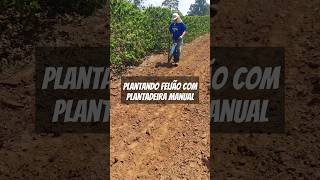 Plantando feijão com plantadeira manual [upl. by Nwaf]